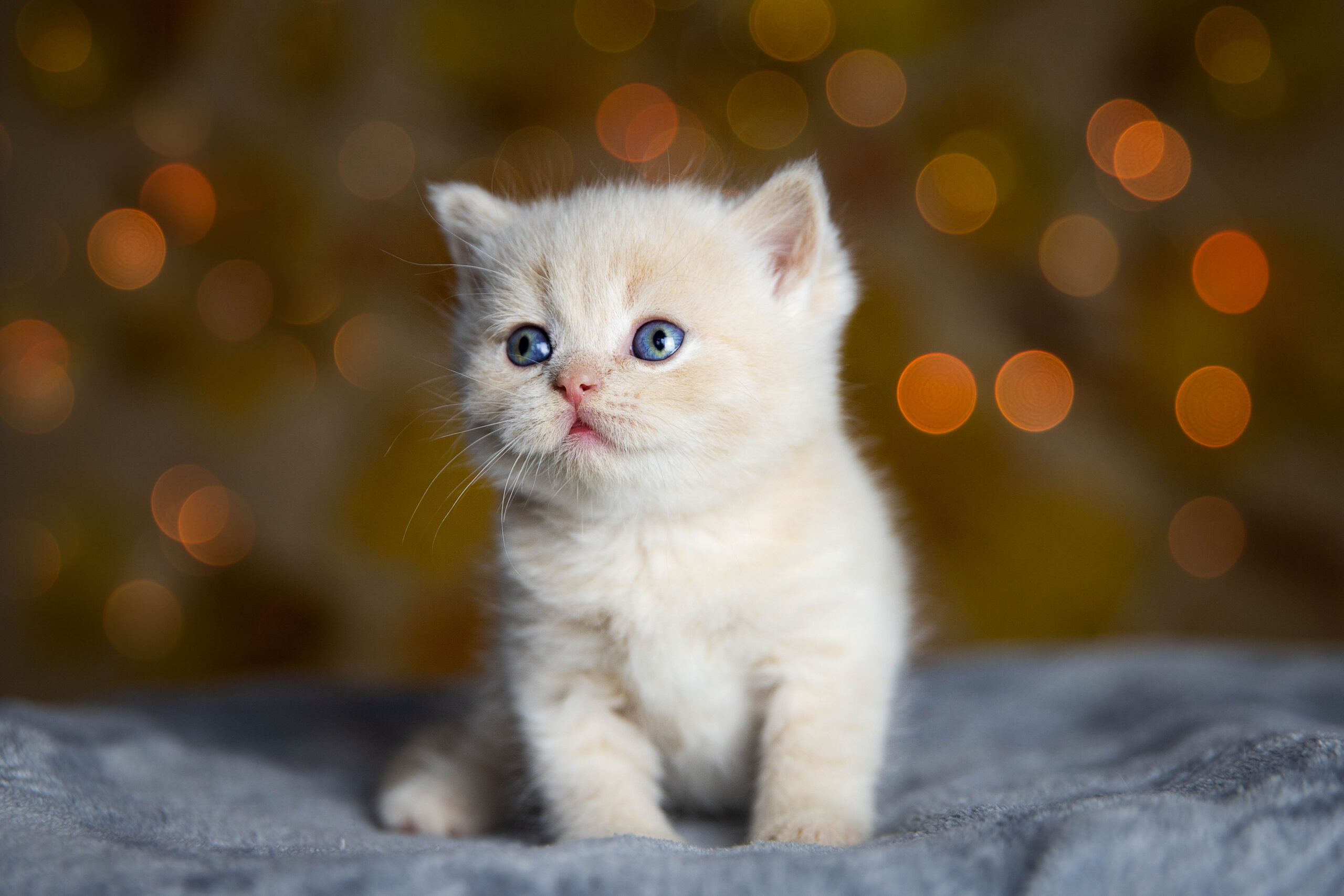 A beautiful shot of a white British shorthair kitten