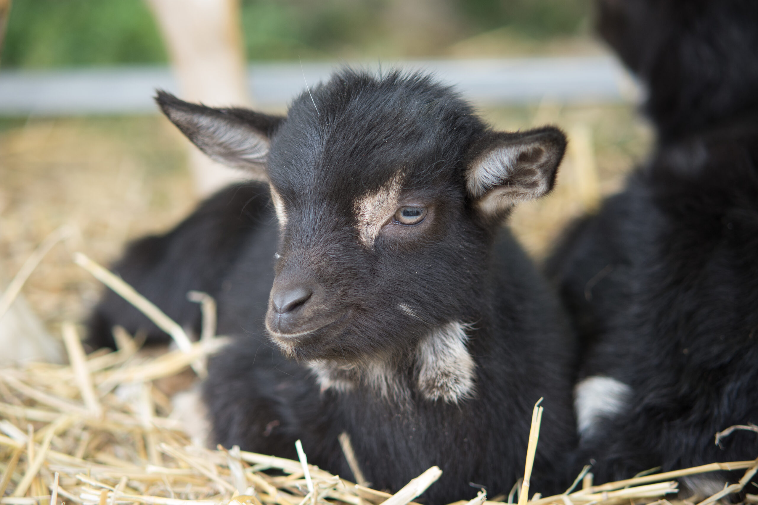 A selective focus shot of a black goat